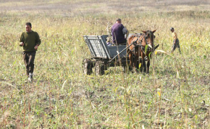 Circa 14% din terenurile Autonomiei Găgăuze sunt neprelucrate. Foto: botosaneanul.ro
