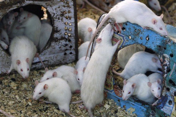 Исследователи провели такой эксперимент, чтобы определить, как сказывается на организме долгое пребывание в космосе.