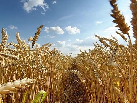 Anul agricol bun va influenţa pozitiv preţurile. Foto: agrointel.ro