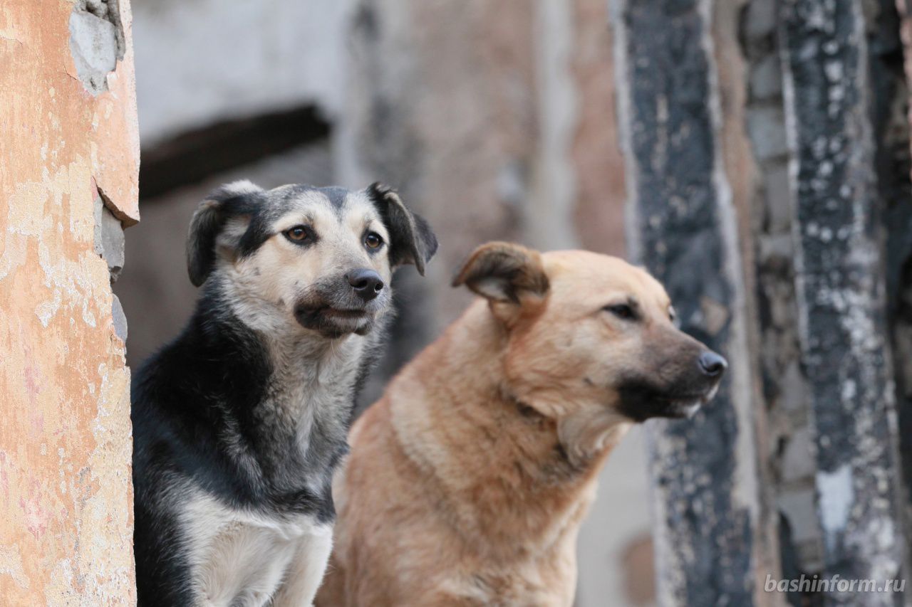 Oraşul care se pretinde a fi european trebuie să protejeze şi animalele fără adăpost, pentru care suntem cu toţii responsabili.