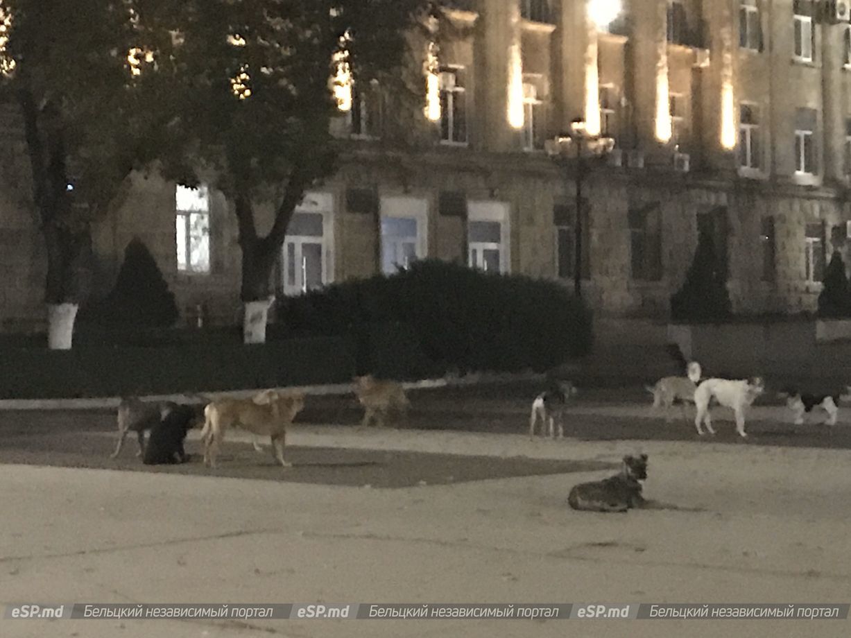Своры бездомных собак можно встретить даже перед примэрией Бельц.