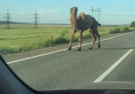 Верблюды сбежали из передвижного цирка и напугали водителей.