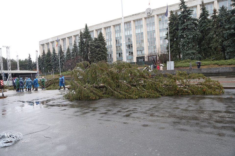 Munteanu, despre aleea cu brazi: Grădinile botanice nu sunt pepiniere