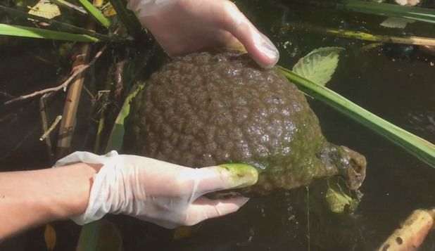Într-un parc din Canada au fost găsite nişte creaturi bizare care seamănă cu un creier uman.