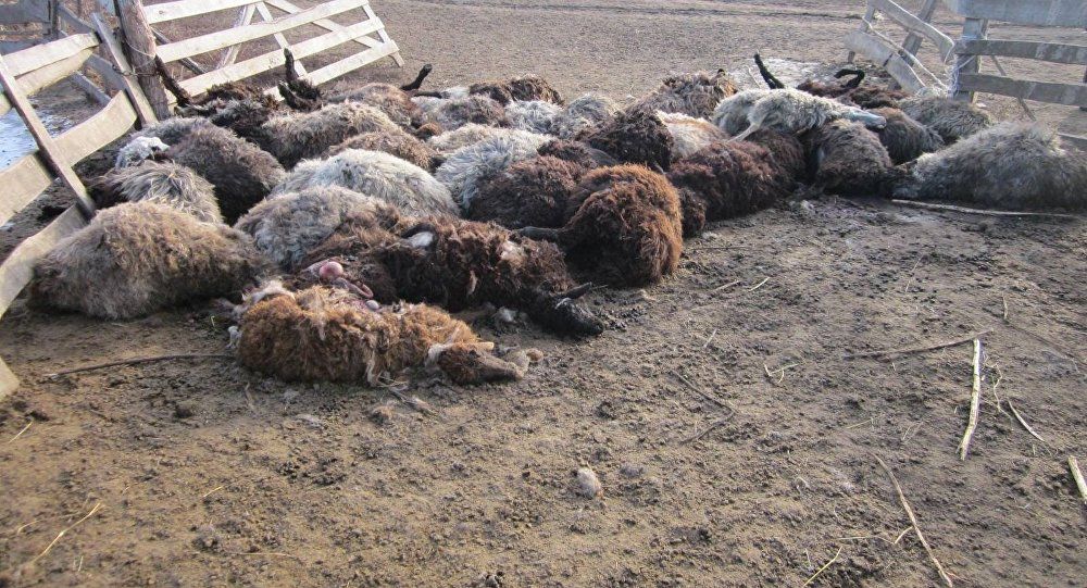 În Tomai, lupii au atacat o stână de oi a doua oară într-o lună. 