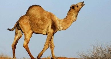 Власти Австралии приняли решение убить больше 10 тысяч верблюдов.