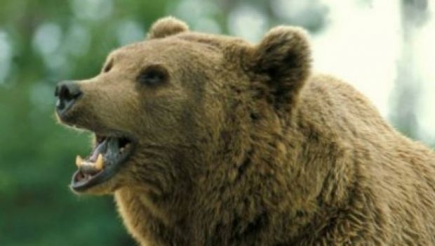 В Румынии участились нападения медведей.