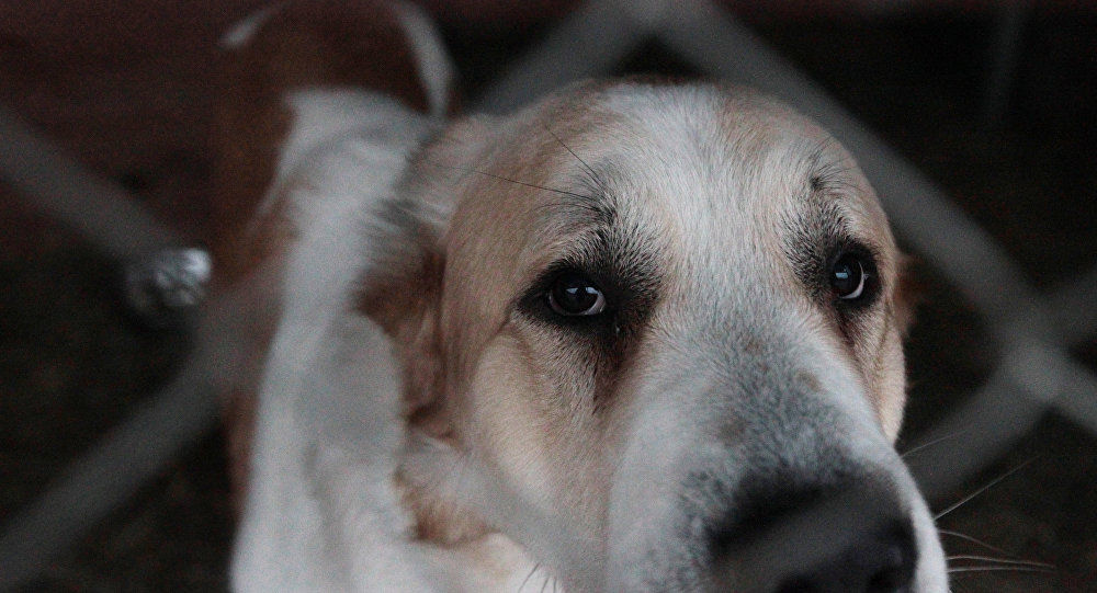 Numărul cazurilor de rabie la animale a crescut. Foto: sputnik.md