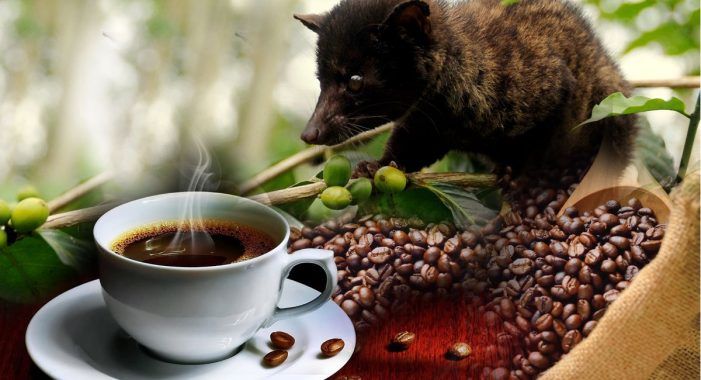 Kopi Luwak și-a câștigat renumele de cea mai scumpă cafea din lume. 