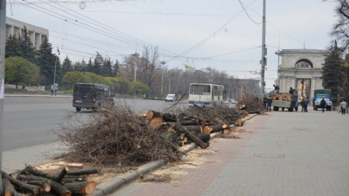 Atenție șoferi! În Capitală sunt defrișați arborii. Străzi vizate