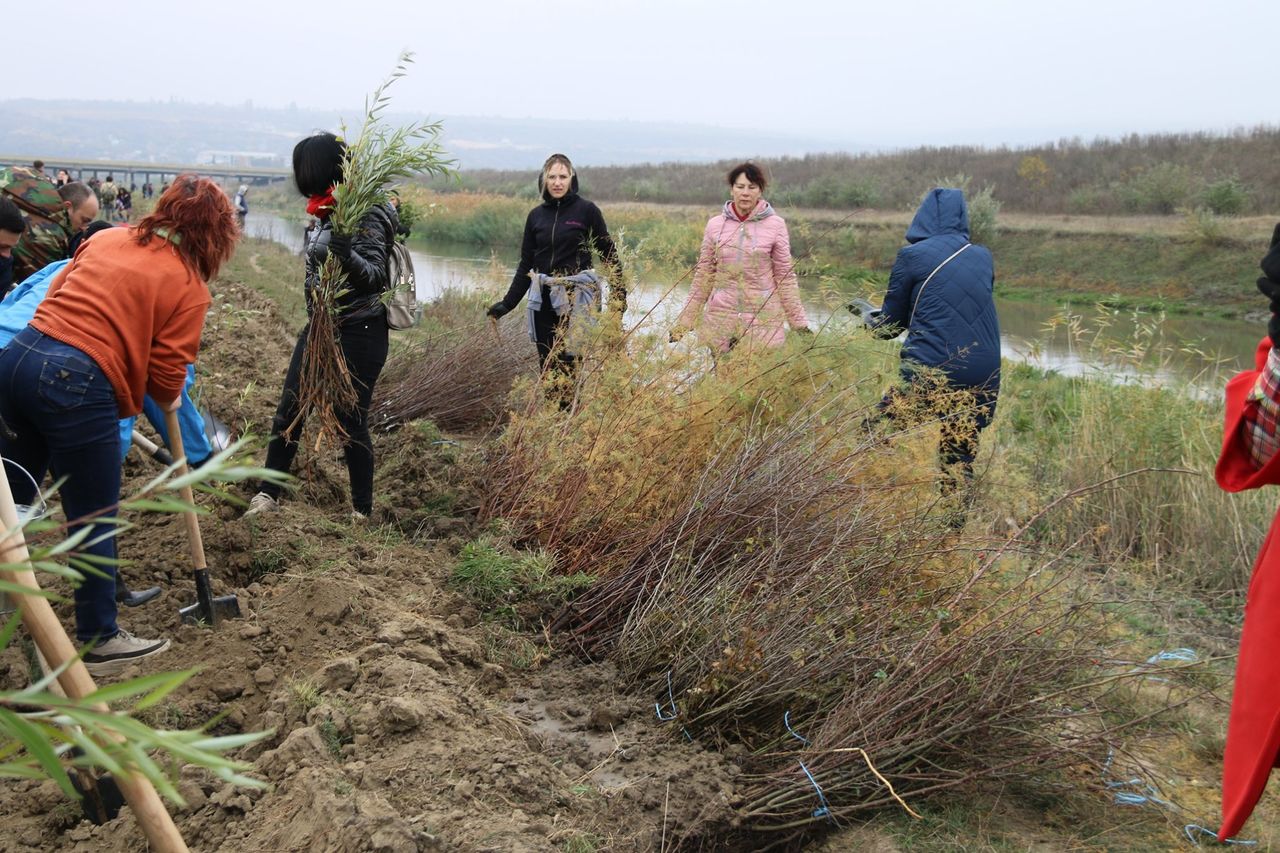 Республика Молдова испытывает дефицит лесных ресурсов. Фото: madrm.gov.md.