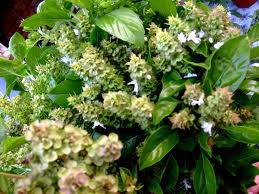 In India busuiocul este cunoscut sub numele de Tulsi. Foto: crestinortodox.ro