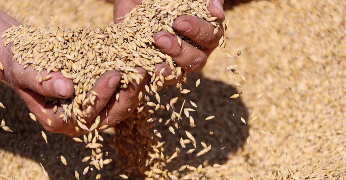 В Молдове, несмотря на засуху, в 2022 году получен рекордный урожай пшеницы.