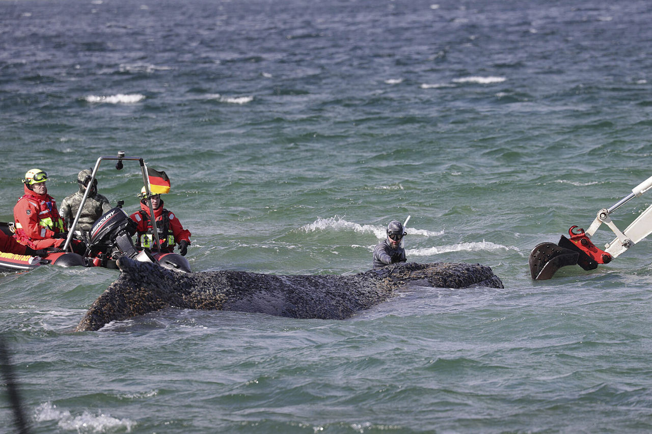 Balena Timmy a rămas blocată în Marea Baltică pentru a treia oară imediat după eliberare.