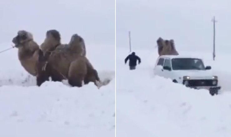 В Саратове в лесопарке «Кумысная поляна» верблюд и его хозяин помогли владельцам «Нивы». 