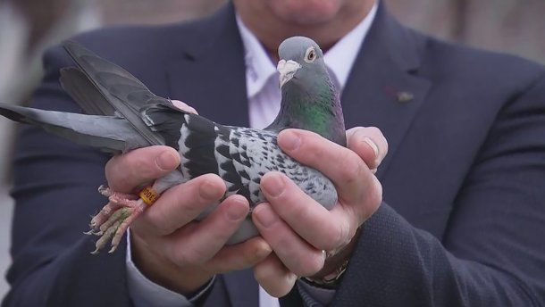ЦРУ рассекретило планы по использованию голубей в разведке.