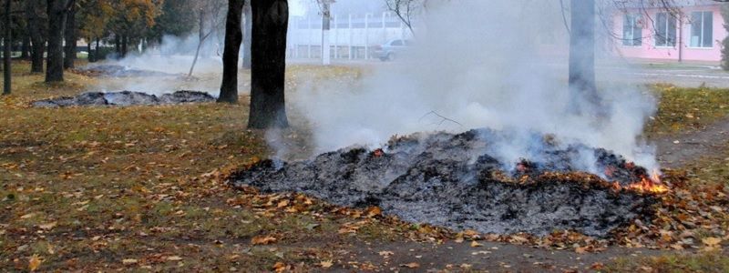 Специалисты подчеркивают - листья можно утилизировать с пользой. 
