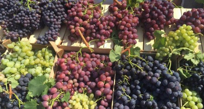 Молдавские виноградари представят продукцию в Варшаве.