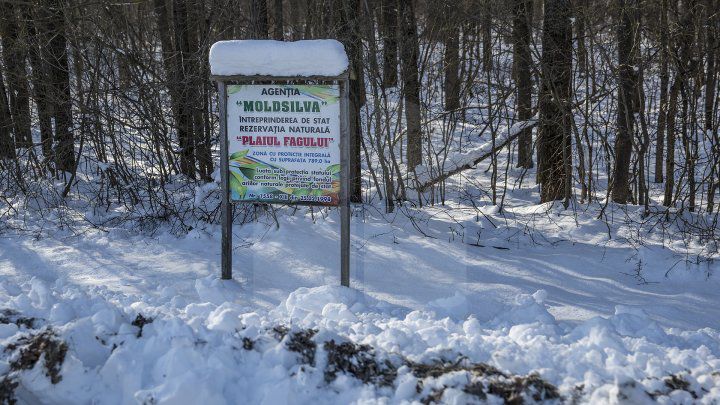 Cum se alimentează animalele din pădure în perioada rece a anului