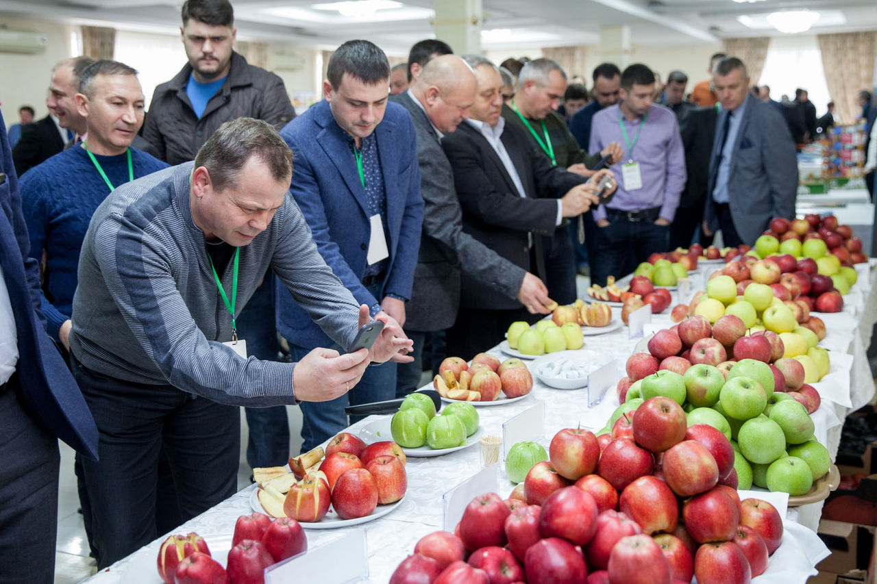 Businessul Fructelor în Moldova: Soiurile de mere, prezentate