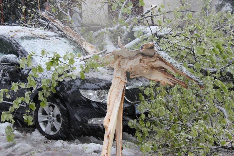 INP: peste 177 de maşini au fost deteriorate de arborii doborâţi. Foto:martor ocular