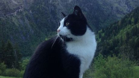 Mai mulți turiști au confirmat existența animăluțului salvator și au postat fotografii cu aceasta. Foto: click.ro