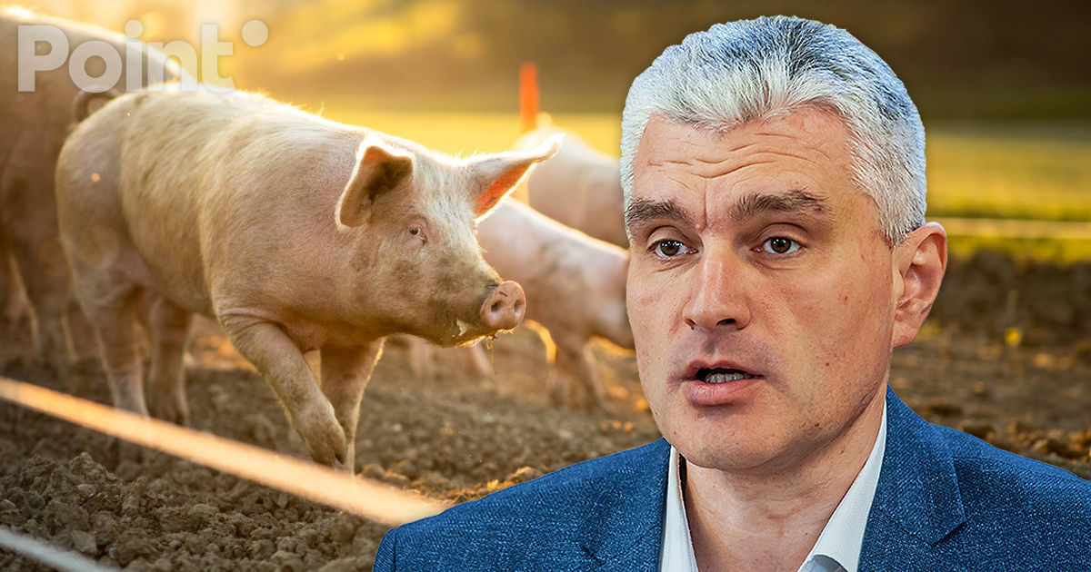 Slusari: În doar câteva zile, Moldova a pierdut peste 25% din efectivul de porci.