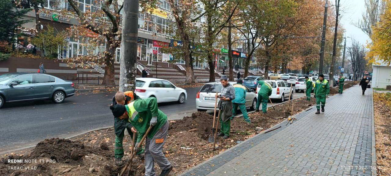Стартовала ежегодная кампания по посадке деревьев в Кишинёве.