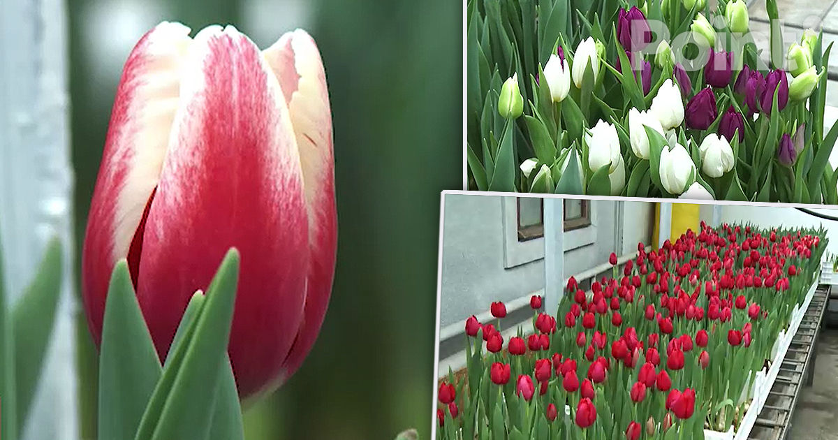 В Молдове благодаря уникальной технологии зацвели первые тюльпаны.