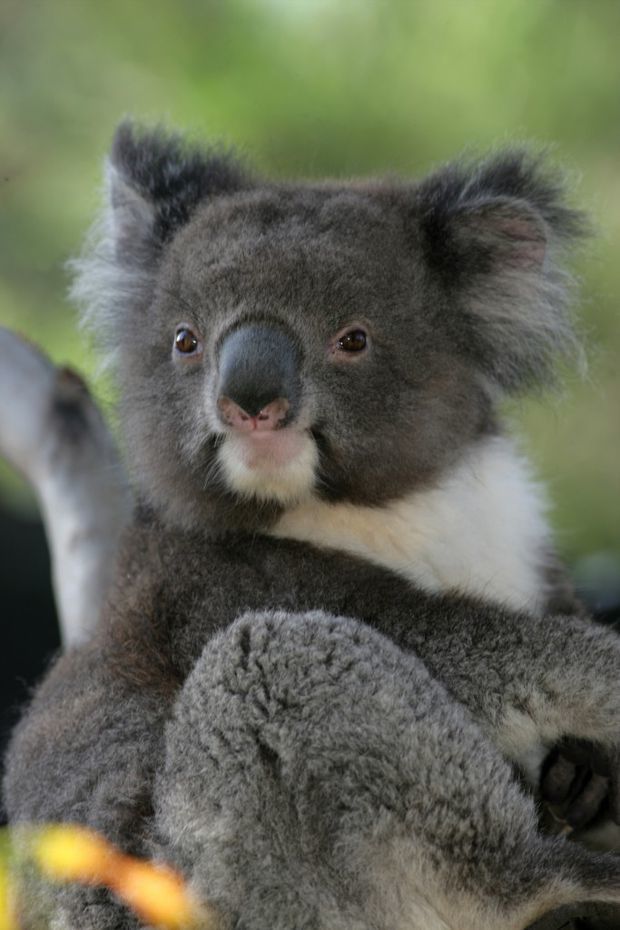 A scăpat ca prin minune: Un urs koala, târât 16 km sub mașină