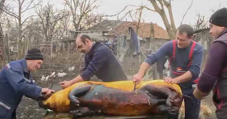 В канун Рождества в молдавских селах забивают свиней.