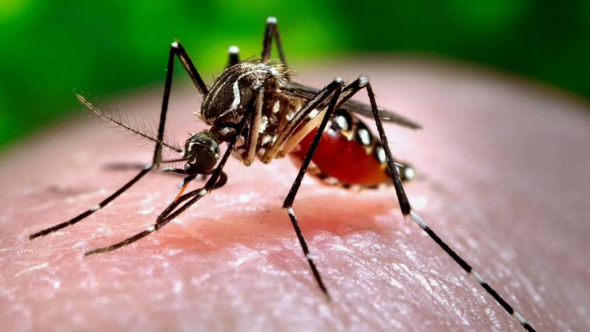 Încă două cazuri de infectare cu virusul West Nile, înregistrate în Moldova.