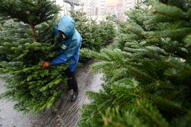 Primii pomi de Crăciun şi-au făcut apariţia în pieţele din Capitală. Foto: gandul.info
