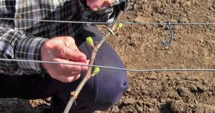 Теплая зима заставила виноградарей выйти на подвязку лозы.