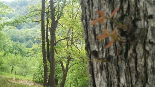 Tot în rezultatul schimbărilor bruşte de temperatură, pot apărea migrene, cefalee, ameţeli de cap, iar starea pacienţilor bolnavi ar putea fi agravată.