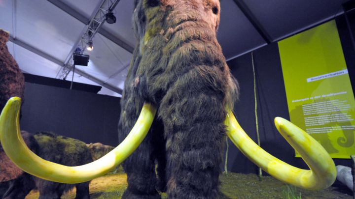 Unul dintre cele mai impozante animale din epoca glaciară a fost mamutul blănos. Foto: playtech.ro