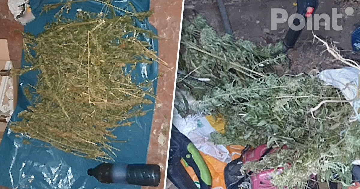 Percheziții în raionul Briceni într-un dosar de droguri: Au fost depistați cinci fermieri de cannabis.