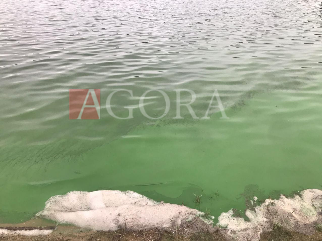 В озере в парке Валя Морилор позеленела вода, а у берега появилась пена.