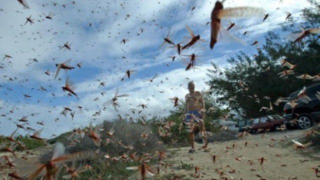 Insectele distrug tot ce le stă în cale: pomi fructiferi, culturi agricole, dar şi copaci decorativi. Foto: bzi.ro