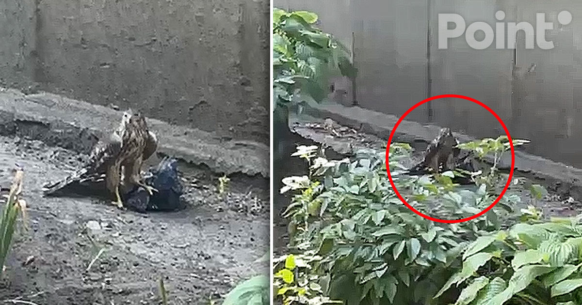 O pasăre prădătoare a ieșit la vânat în Chișinău.