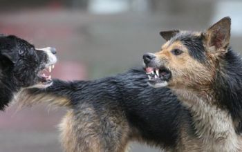 În primele patru luni ale anului, 11 persoane au fost mușcate de câini vagabonzi