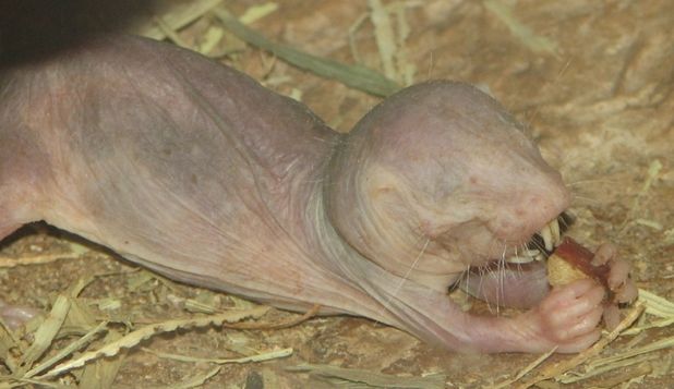 Animalul bizar cu calităţi speciale care poate învinge moartea