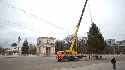 В этом году ель нашли в столичном секторе Рышкановка.