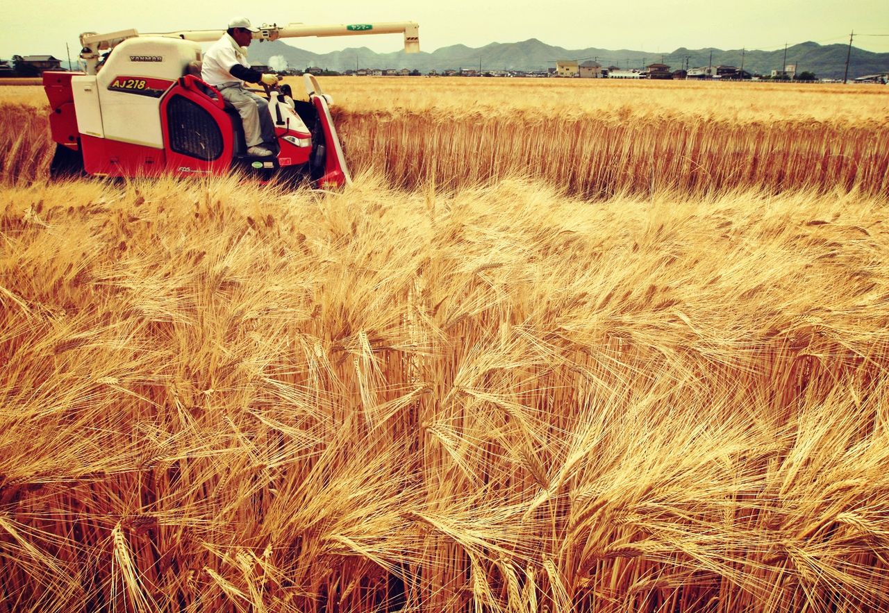 Prețul global al alimentelor a scăzut cu 0,4% luna trecută. Foto: adevarulfinanciar.ro