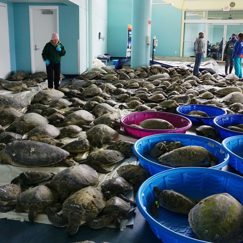 Жители Техаса пытаются спасти тысячи замерзающих морских черепах.