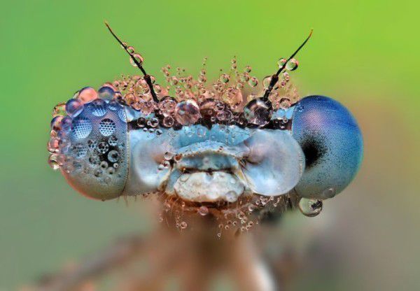 Se caută insecta-simbol a anului 2018 în România și Republica Moldova.