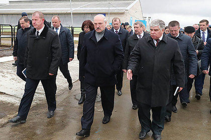 Лукашенко обнаружил «Освенцим» и «кладбище» на коровьей ферме.
