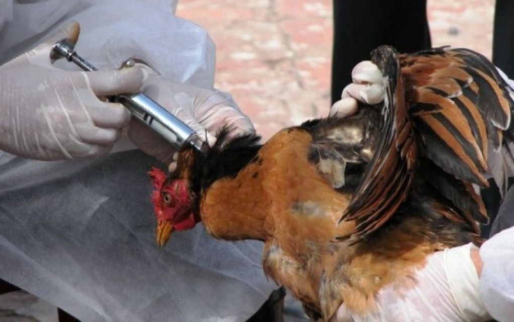 ANSA a sistat importul de carne de pasăre din Ucraina, Rusia, Polonia și Germania. Foto: voceaclujului.ro