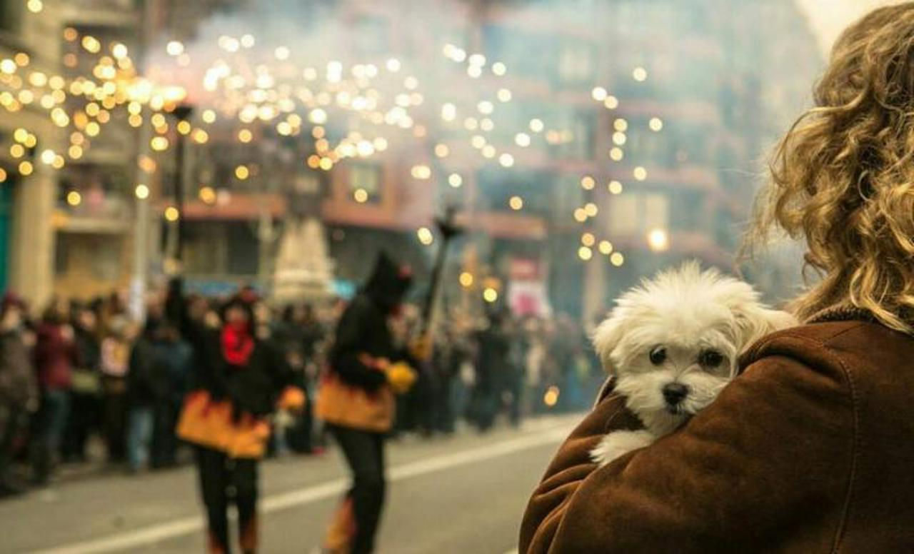 Cetățenii, îndemnați să renunțe la focurile de artificii. ANSA: Protejați animalele și mediul înconjurător.