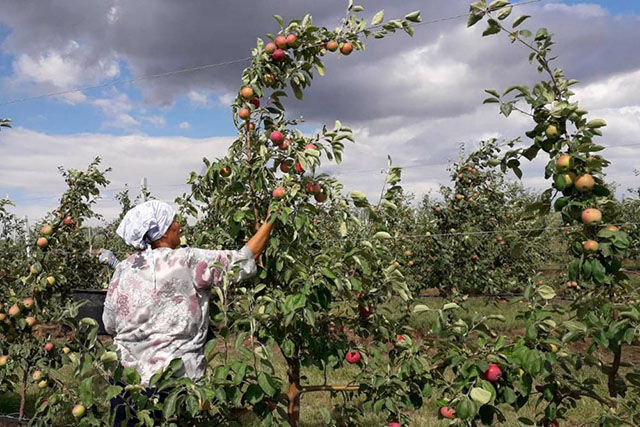 IFAD запустит в Молдове проект поддержки фермеров для женщин и молодежи.